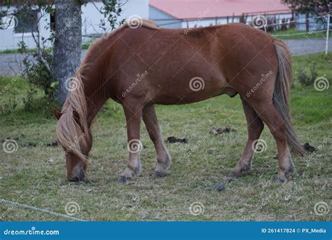 Caballo En Pasto Comiendo Pasto Foto De Archivo Imagen De Animal
