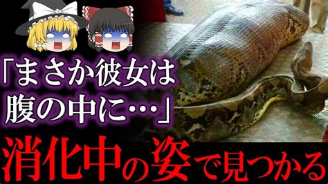 行方不明だった人…異常に腹の膨れた巨大ニシキヘビが捕獲され中を確認すると…【ゆっくり解説】 Youtube