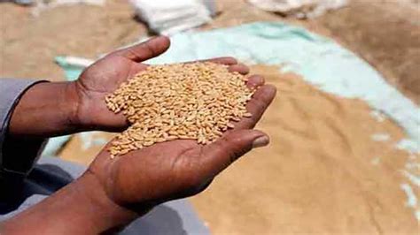 Wheat Import Scandal Inquiry Committee Set To Present Report To Pm