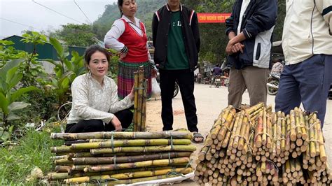 Harvesting Sugar Cane For Sale At The Highland Market V Ng Hoa Youtube