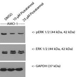 Inhibition Of Syk Induces Apoptosis In Mm Cell Lines Ac Viability Of