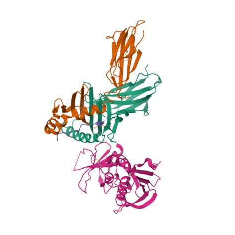 Rcsb Pdb Jwm Crystal Structure Of The Complex Of The Mhc Class Ii