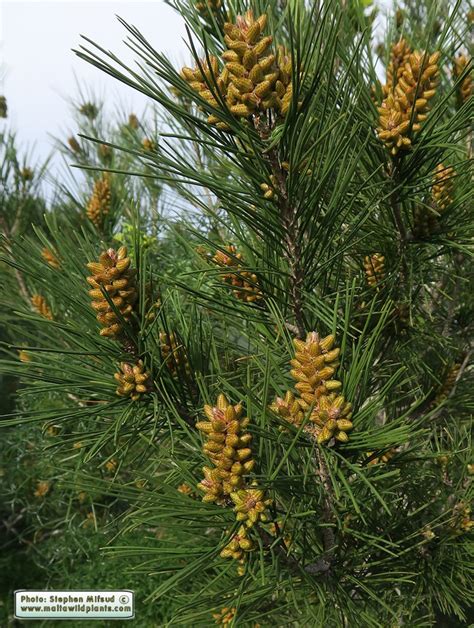 Pinus Halepensis Aleppo Pine The Online Flora