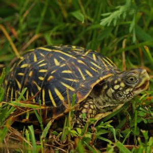 Western Box Turtle (Care Guide) - All Turtles