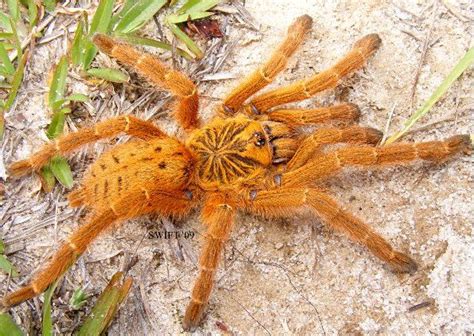 Pterinochilus Murinus The Obt Or Orange Baboon Tarantula Or Orange