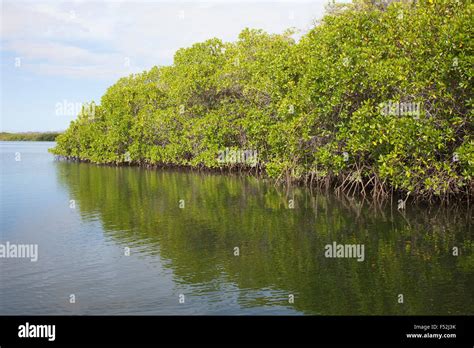 Red Mangroves Fotos Und Bildmaterial In Hoher Aufl Sung Alamy