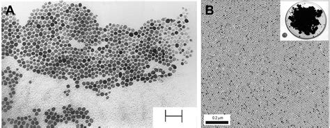 Targeted Magnetic Iron Oxide Nanoparticles For Tumor Imaging And