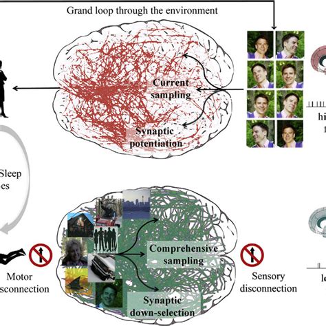 The Synaptic Homeostasis Hypothesis | Download Scientific Diagram 