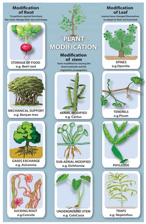 Modifications Of Plant Parts Reproduction And Modification In Plants