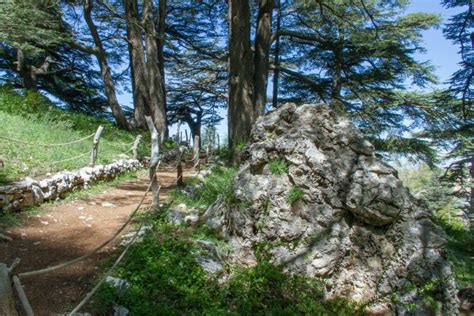 Travel To The Cedars Of God Lebanon The Best Choise