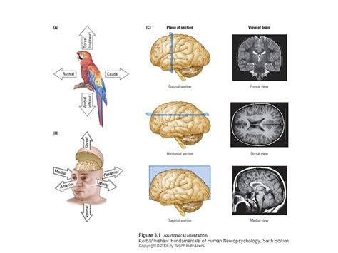 Fundamentals Of Human Neuropsychology Ppt Video Online Download