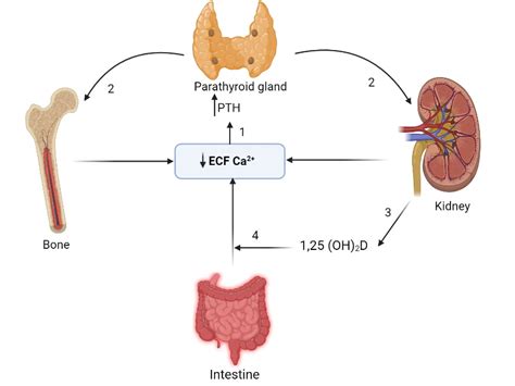 Hypocalcemia Symptoms And Signs