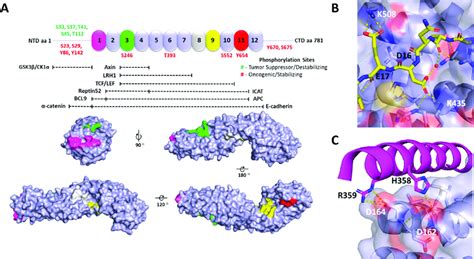 Structure Of β Catenin With Ppi Interfaces And Hotspots And Key Ppi