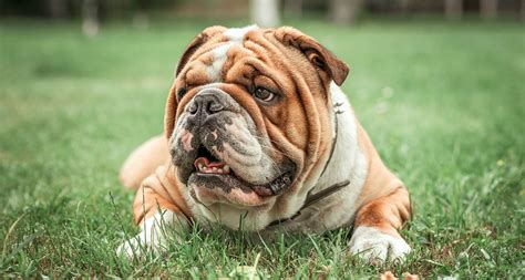 8 Wrinkly Dog Breeds You Cant Help But Love Bechewy