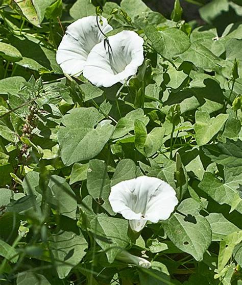 Flora De Malpica De Tajo Correhuela Mayor Calystegia Sepium