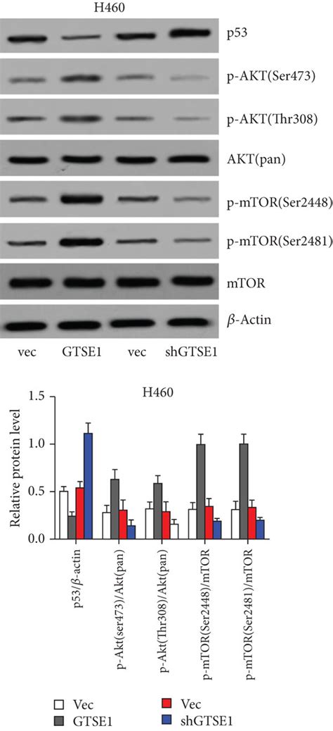 Gtse Activated Akt Signaling In H And A Cell Lines A B Gtse