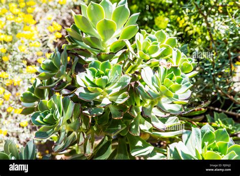 Aeonium Percarneum Kiwi Hi Res Stock Photography And Images Alamy