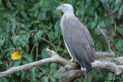 Grey Headed Fish Eagle