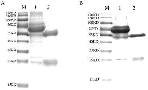 Frontiers Development Of A Colloidal Gold Immunochromatographic Strip With Enhanced Signal For