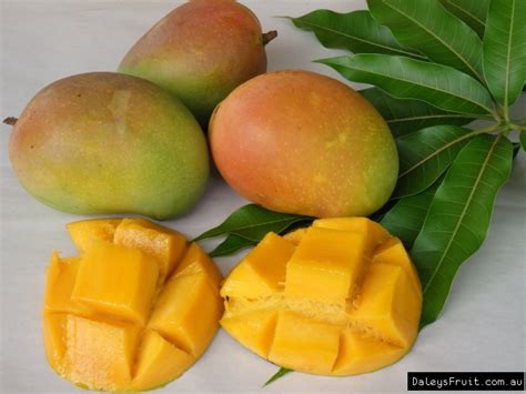 Buy Mango Kensington Pride Grafted Mango Trees Manera Indica