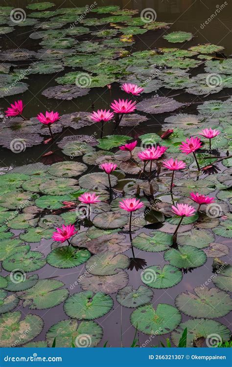 Blooming Pink Lotus Flowers Nelumbo Nucifera In The Pond In Northern