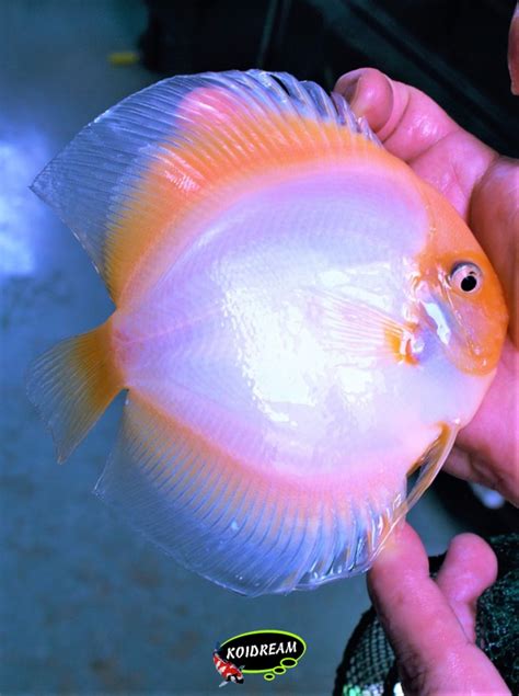 White Butterfly Discus Tropische Vissen Discusvissen Japanse Koi