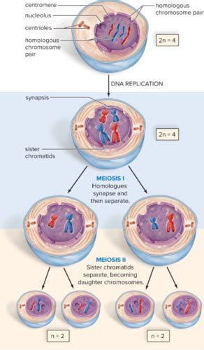 Chapter 10 Meiosis And Sexual Reproduction Flashcards Quizlet