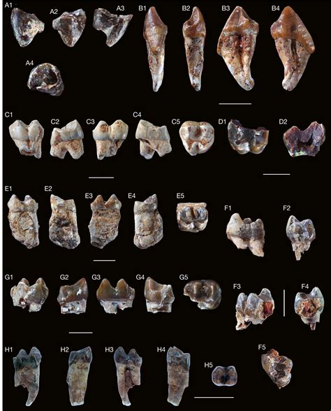 The Late Miocene Colobine Monkeys From Aragai Lukeino Formation Tugen