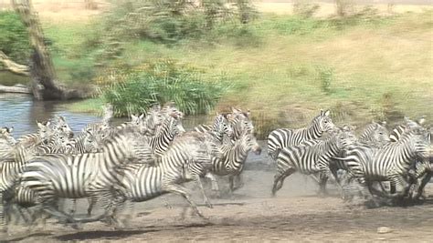 Zebra Running In Water