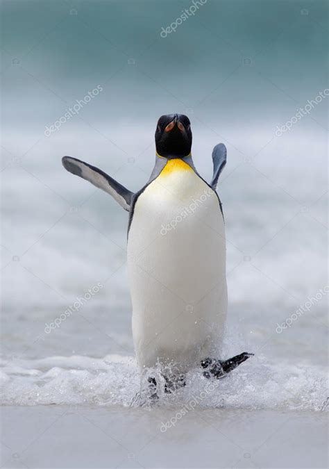 Big King Penguin — Stock Photo © Ondrejprosicky 102971226