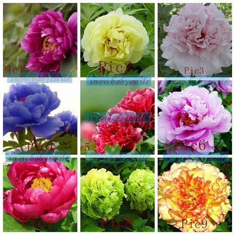 50 Rare China Blue Botanicula Peony Seeds Paeonia Suffruticosa Flower ...