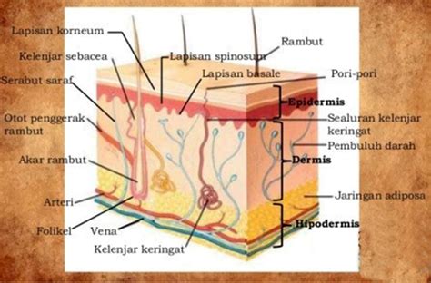 Gambar Sistem Ekskresi Pada Kulit - 56+ Koleksi Gambar