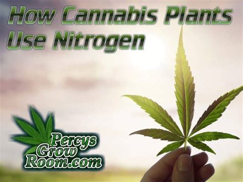 How Cannabis Plants Use Nitrogen Percys Grow Room