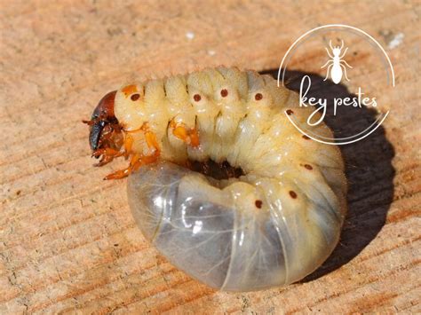 كيفية علاج سوسة النخيل والوقاية منها Key Pests