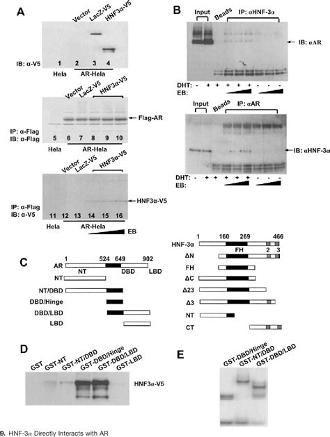 Figure From The Role Of Hepatocyte Nuclear Factor Alpha Forkhead