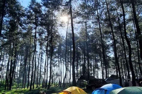 Hutan Pinus Loji Blitar Piknik Asyik Di Lereng Gunung Kelud