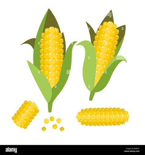 Corn Vector Illustration Maize Ear Or Cob Yellow Sweetcorn And Seeds