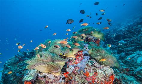 Scuba Diving In Sri Lanka Sri Lanka Activities Red Dot Tours