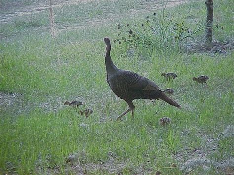 Wild Turkey Sharons Florida