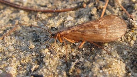 Northern Caddisfly Insects Of Ohio · Inaturalist