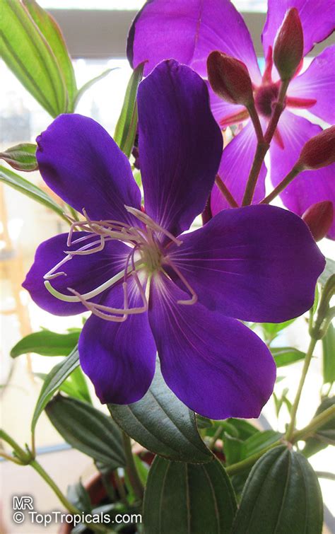 Tibouchina Lepidota Dwarf Princess Flower Glory Bush Mayo Rare