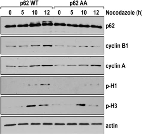 P62 Phosphorylation Does Not Affect Cdk1 Cyclin B1 Complex Formation