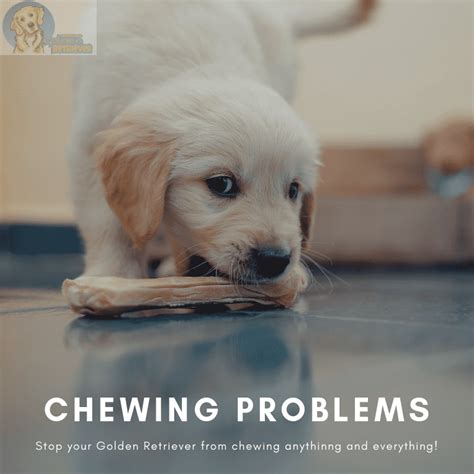 How To Stop Your Golden Retriever From Chewing Everything Official