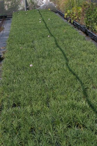 Armeria Maritima Viveros Muzalé