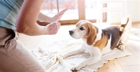 5 Simple Dog Training Tips For New Owners Ponbee