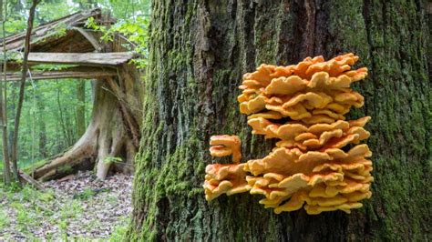 mushrooms  grow  trees   david desantis blog