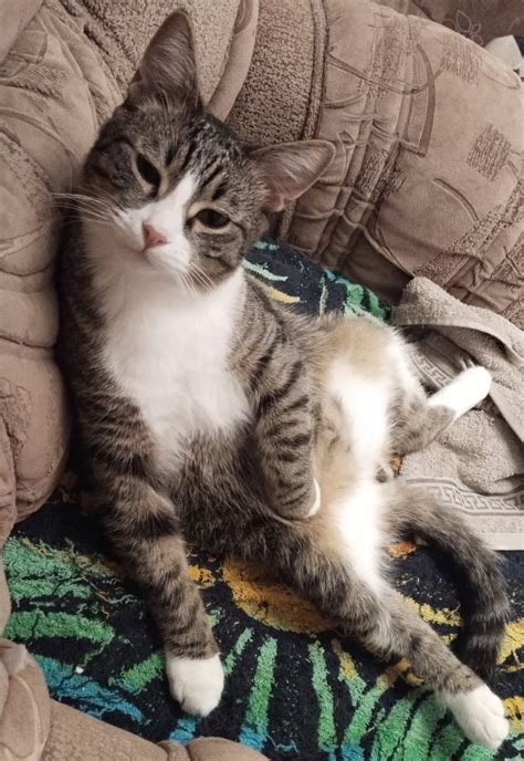 Simba Cat/Симба Кот | ВКонтакте