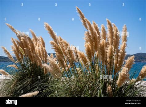 Pampas Grass In The Wind Against A Blue Sky And Glittering Water