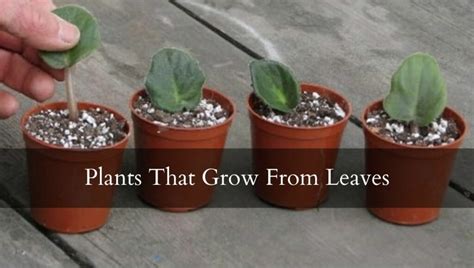 Easy Tips On How To Propagate Plants Grow From Leaves