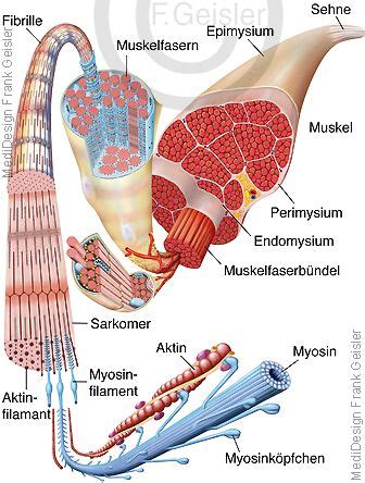 Muskulatur Muskeln Des Menschen Anatomie Muskeln Muskeln Mensch